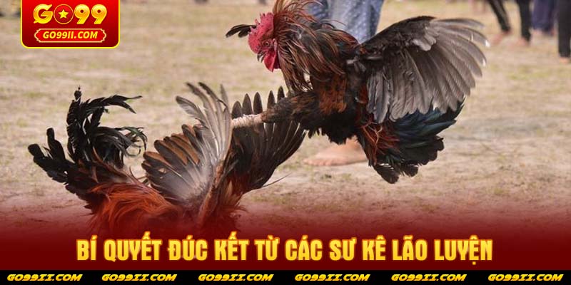 Bí quyết đúc kết từ các sư kê lão luyện