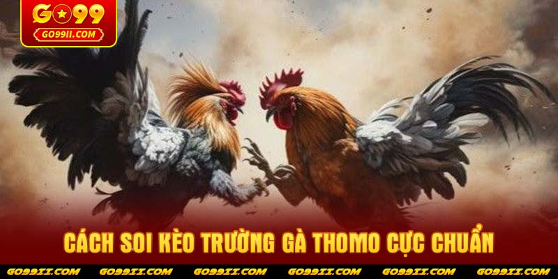 Cách soi kèo trường gà Thomo cực chuẩn