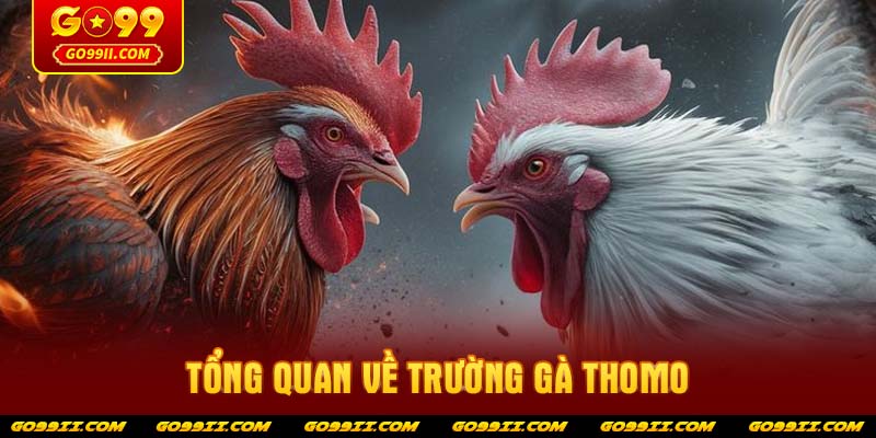 Tổng quan về trường gà Thomo